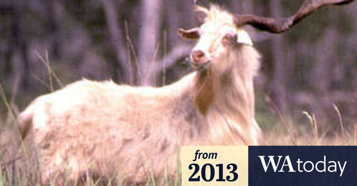 Pilot culling goats before midair collision